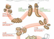 Dream Meaning of Extremely Long Bowel Movement