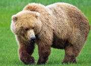 Dream Meaning of Bears