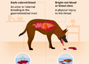 Dream Meaning of Vomiting Blood