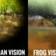 Dream Meaning of Seeing Frogs