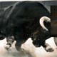 Dream Meaning of Black Bull Chasing Me