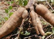 Dream Meaning of Cassava Tuber