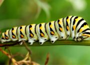 Dream Meaning of Caterpillar