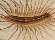 Dream Meaning of Centipede