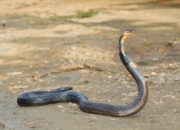 Dream Meaning of Being Chased By A Snake