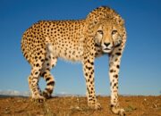 Dream Meaning of Cheetah