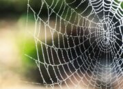 Dream Meaning of Cobwebs