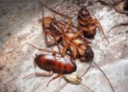 Dream Meaning of Cockroach Infestation
