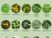 Dream Meaning of Weed