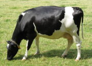 Dream Meaning of Cow