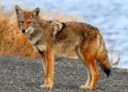 Dream Meaning of Coyote