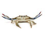 Dream Meaning of A Crab