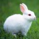 Dream Meaning of White Baby Rabbits