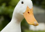 Dream Meaning of Duck