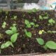 Dream Meaning of Pawpaw Seeds