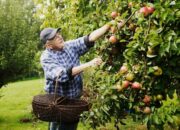 Dream Meaning of Picking Fruits From A Tree