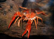 Dream Meaning of Crayfish
