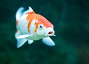 Dream Meaning of Koi