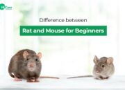 Dream Meaning of Rats And Mice