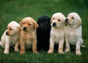 Dream Meaning of Dogs