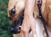 Dream Meaning of Dog Biting Someone