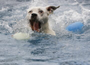 Dream Meaning of My Dog Drowning
