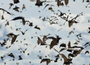 Dream Meaning of Bats Flying