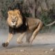 Dream Meaning of Lion Chasing