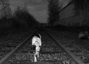 Dream Meaning of Being Followed By A Dog