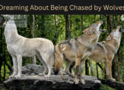 Dream Meaning of Being Chased By Wolves