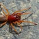 Dream Meaning of Big Deadly Spider
