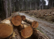 Dream Meaning of A Cleared Woods
