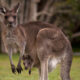 Dream Meaning of Kangaroo