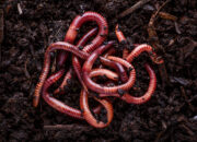 Dream Meaning of Earthworms