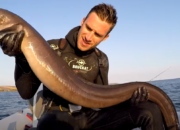 Dream Meaning of Catching Eel