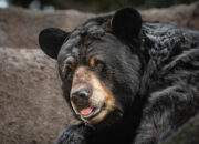 Dream Meaning of Black Polar Bear