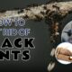 Dream Meaning of Killing Black Ants