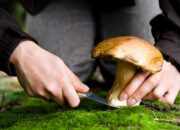 Dream Meaning of Picking Mushrooms