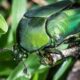 Dream Meaning of Figeater Beetle