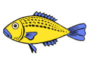 Dream Meaning of A Fish
