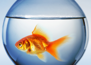 Dream Meaning of Fishbowl
