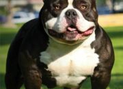 Dream Meaning of A Bully