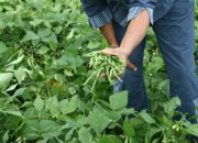 Dream Meaning of Harvesting Beans