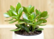 Dream Meaning of Money Plant