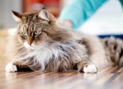 Dream Meaning of Cats In House