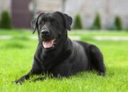 Dream Meaning of Black Dog
