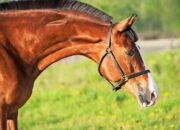 Dream Meaning of Brown Horse