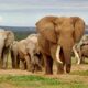 Dream Meaning of Seeing Elephant