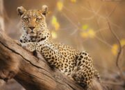 Dream Meaning of Seeing A Leopard
