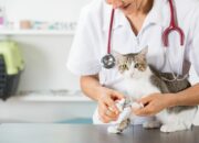 Dream Meaning of Taking Cats To The Vet